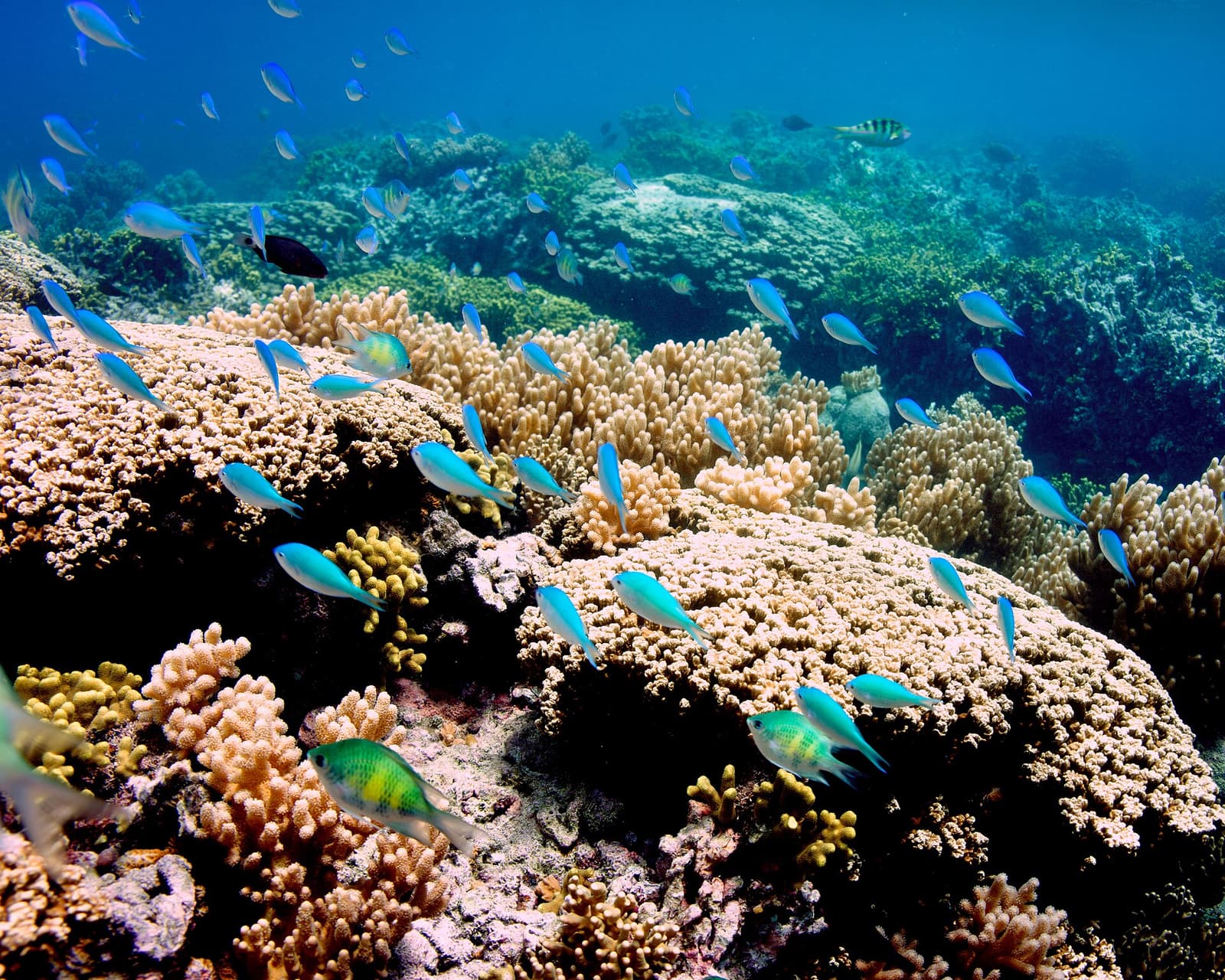 Corals and fish of Tumon Bay, Guam in 2012