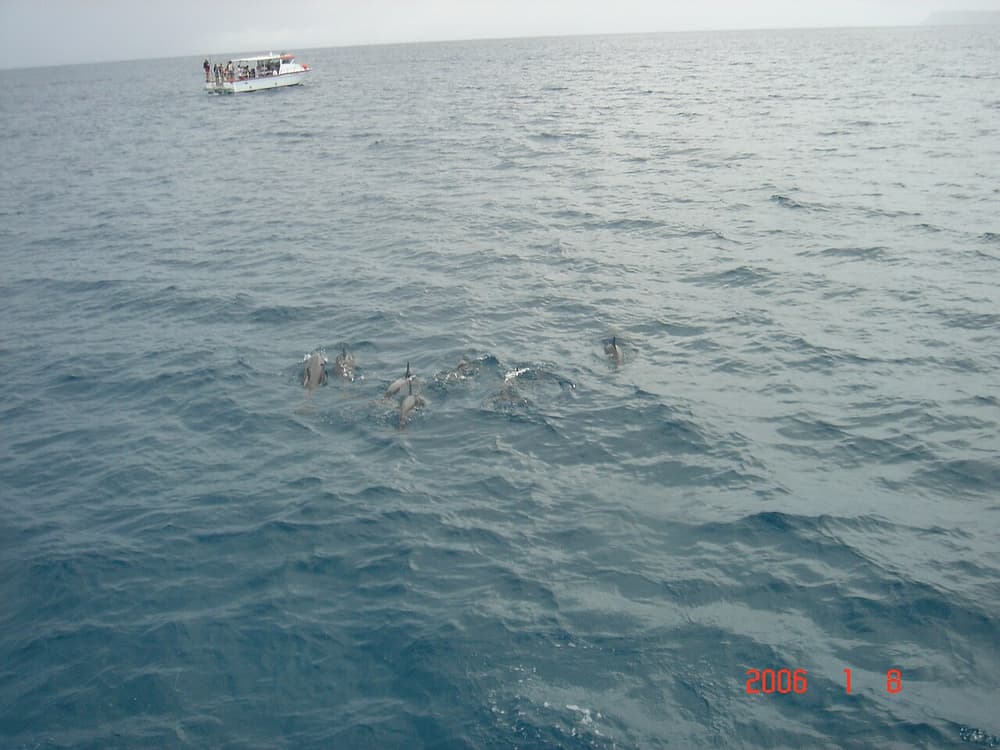 Dolphin Watching Cruise & Underwater Observatory