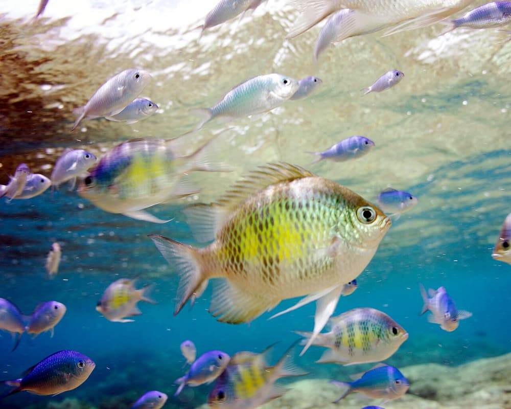 Snorkel a marine preserve
